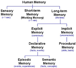 Human Memory
